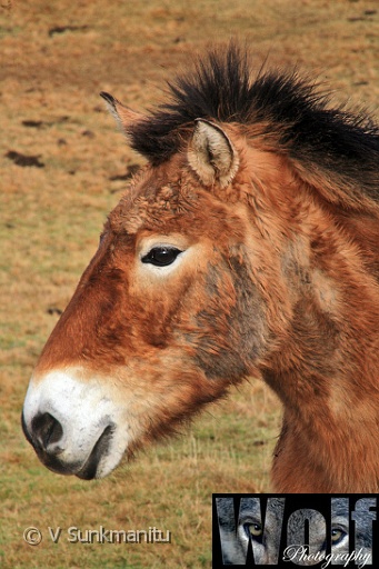 Mongolian Wild Horse 008 copyright Villayat Sunkmanitu.jpg